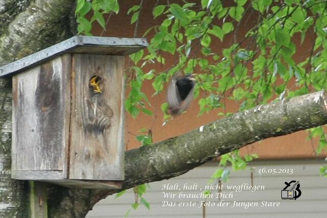 / 16.05.2013

Fütterung im  Starenhäuschen 

12.  Halt, halt , nicht wegfliegen - 
Wir brauchen Dich 
Das zweite Foto der Jungen Stare
