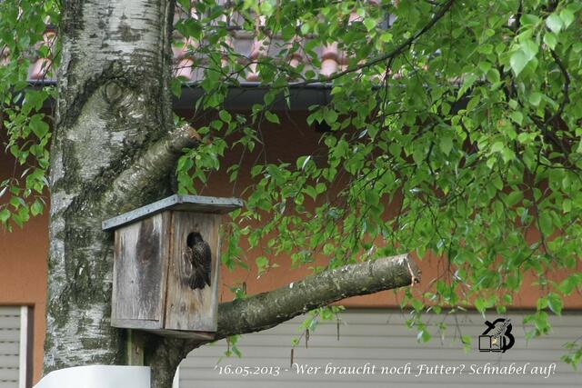 / 16.05.2013

Fütterung im  Starenhäuschen 


9. Schnabel auf - Futter kommt