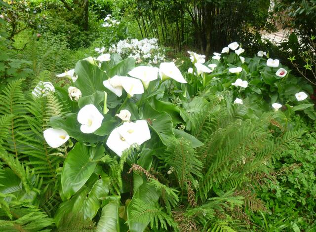 Blühende Calla im Bussaco-Wald