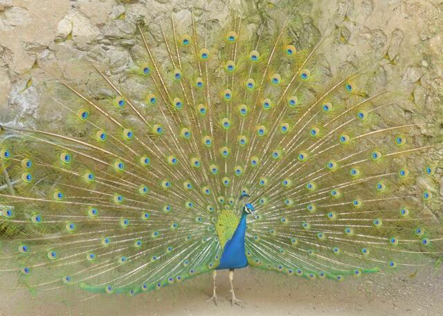 Evora: Radschlagender Pfau in der Festungsanlage.