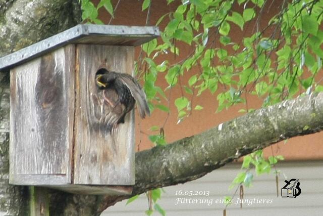 / 16.05.2013

Fütterung im  Starenhäuschen 

10. mein erstes Jungtierfoto 16.05.2013
    Der Star schiebt dem Jungtier sein Futter ganz weit rein.