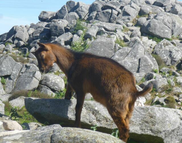 Bergziege bei Monchique.