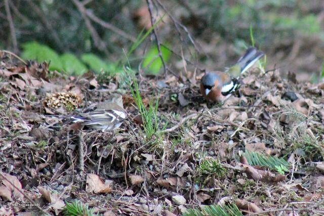 ...ein Buchfinkenpärchen am Waldboden.