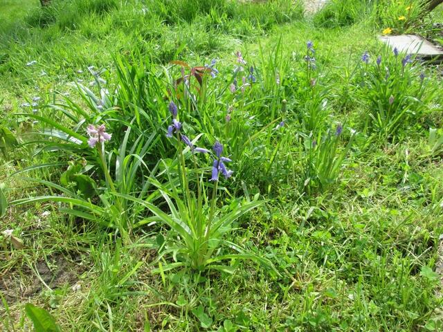 Glockenblumen-das Gras drumrum mit Schere weg geschnippelt