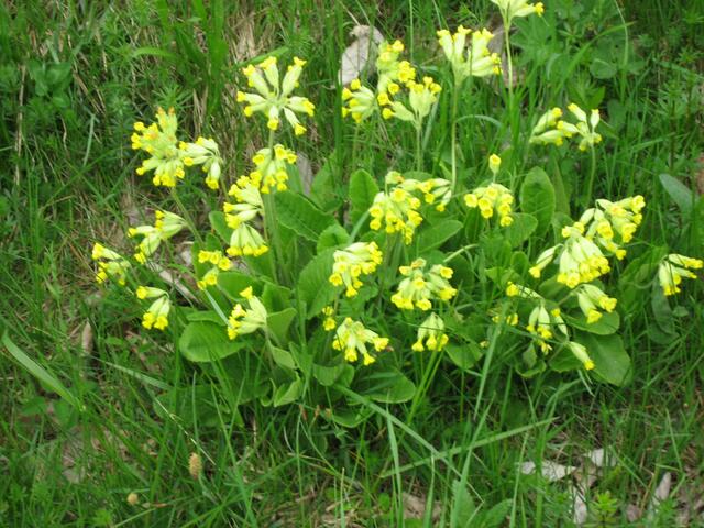 Büschelweise echte Schlüsselblumen; Primula veris;