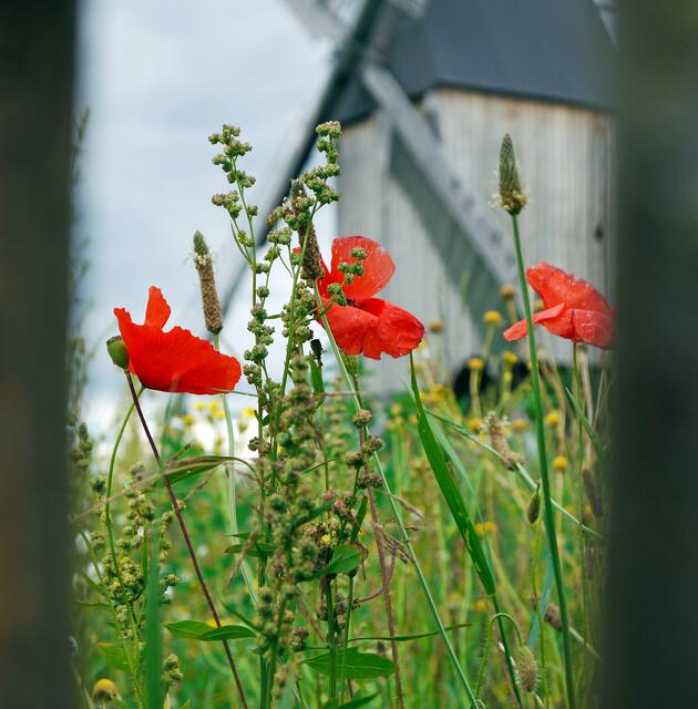 Durch den Zaun gespäht...Mühle Wettmar
