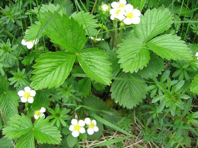 Längs des Weges sieht man immer wieder die hübschen Blüten der Walderdbeere.