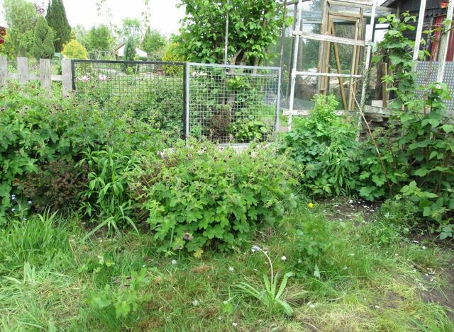 Überall Akelei,Wolfsmilch setzt Farbtupfer,rechts verspricht die stachellose Brombeere wieder eine gute Ernte.