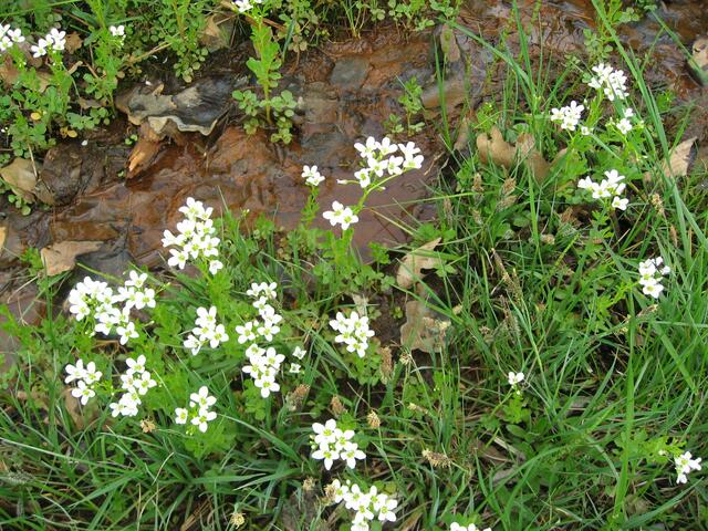 Hier am Sickerwasser blüht es aussergewöhnlich schön. Was könnte es für eine Pflanze sein? (Werde noch nachsehen.)