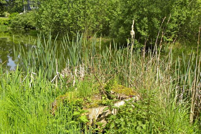 Pfingsten am Dorfteich in Eltze - hier stand einmal ein Baum