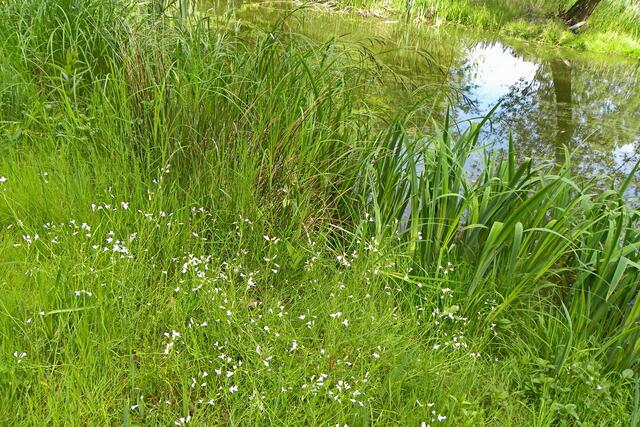 Pfingsten am Dorfteich in Eltze - zarten Blüten am Ufer