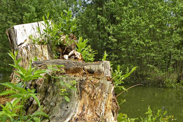 Pfingsten am Dorfteich in Eltze - sieht fast aus wie ein Stuhl ... (schmunzel)