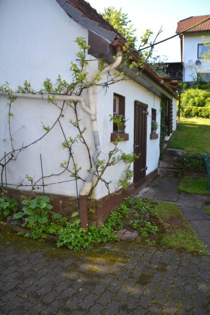 Auf dem Boden wachsaen Walderdbeeren und am Haus direkt ein Weinstock
