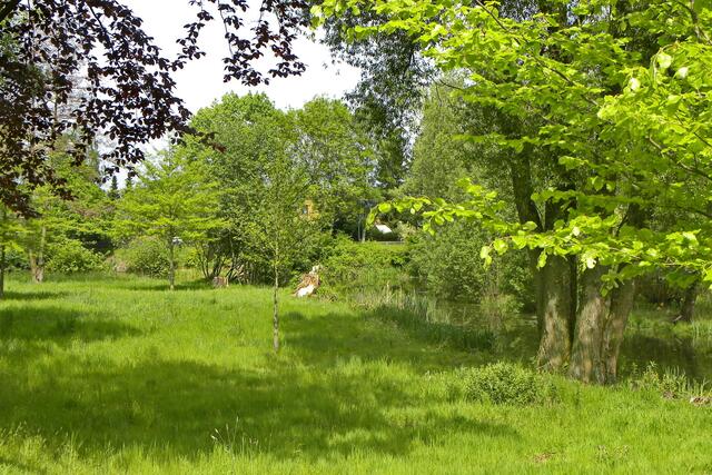 Pfingsten am Dorfteich in Eltze