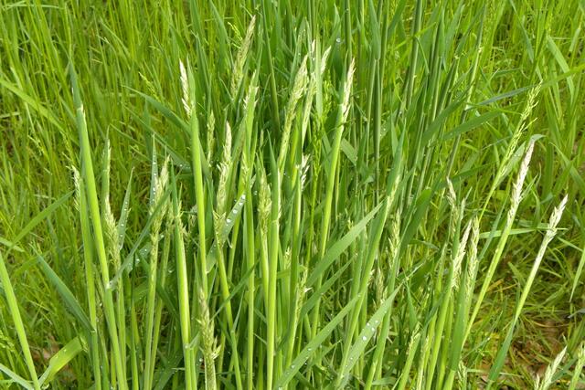 Pfingsten am Dorfteich in Eltze - noch ist das Gras feucht