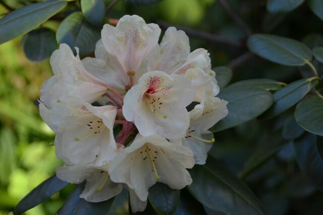Rhododendronblüte