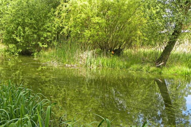 Pfingsten am Dorfteich in Eltze - Spiegelung