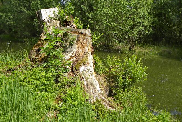 Pfingsten am Dorfteich in Eltze - Baumstumpf mit neuem Leben