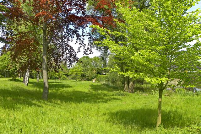Pfingsten am Dorfteich in Eltze - bunte Bäume