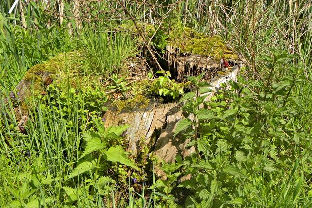 Pfingsten am Dorfteich in Eltze - die Natur holt sich alles zurück