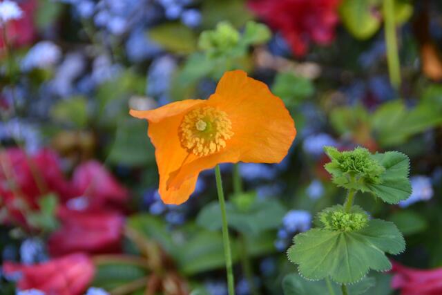 Kalifornischer Goldmohn im hessischen Rauschenberg