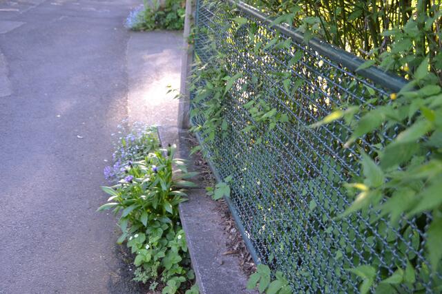 Und außerhalb des Gartengrundstücks blühen auch noch Blumen.