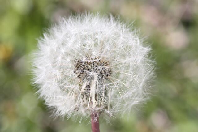 Pusteblume