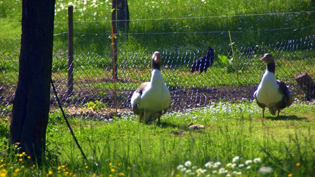 Gewichtiges Doppelpack