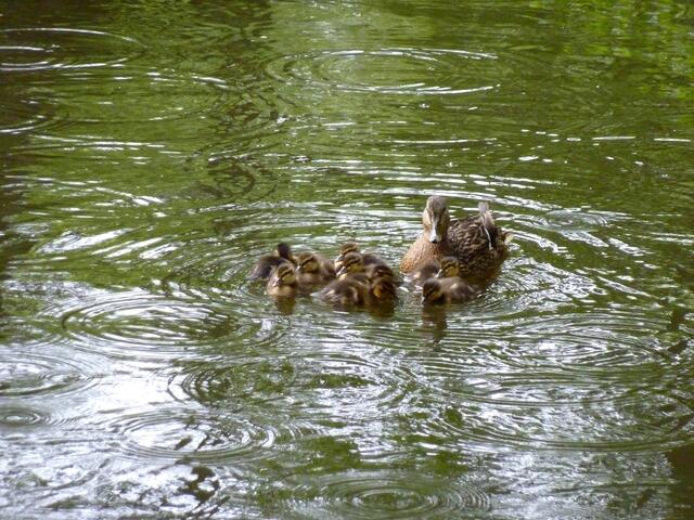 Der Regen zaubert Muster auf das Wasser.