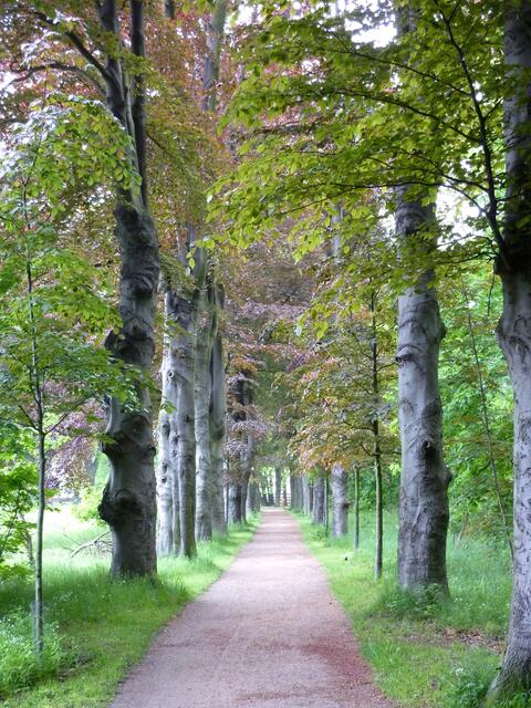 Die historische Allee: Blick in die andere Richtung