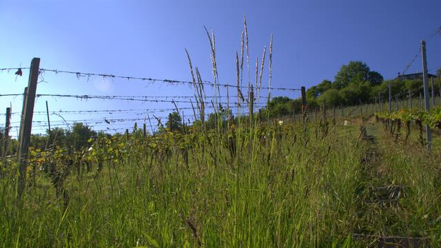 Weinbergsstimmung