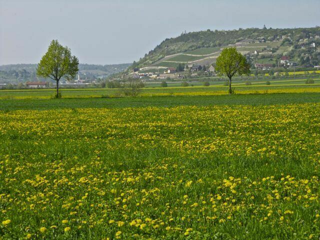 Wiesen voller Löwenzahn am Radweg von Naumburg nach Freyburg