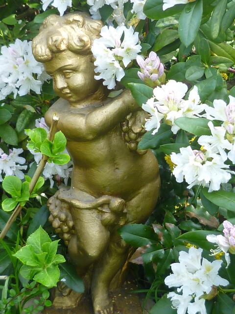 weißer Rhododendron
