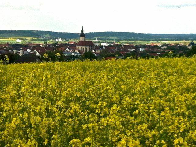 Blick vom Kalten Hügel auf unsere Wenzelskirche