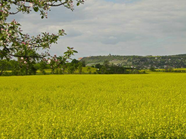 gelbe Rapsfelder säumen die Wege, hier der Blick zur Neuenburg