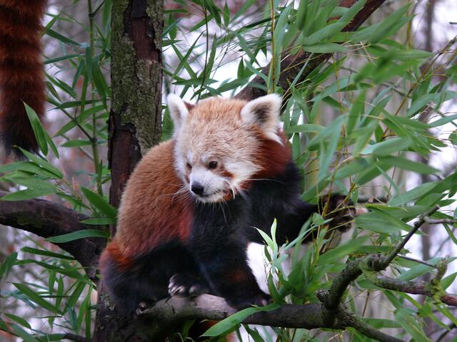 Die Kleinen Pandas kommen aus Asien.