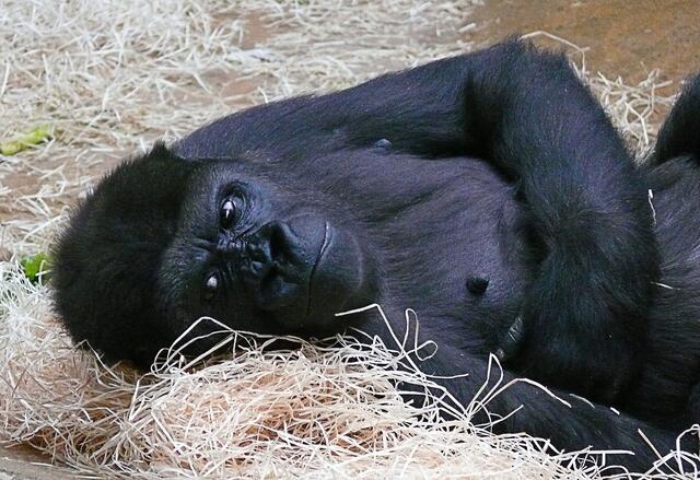 Im Sommer auf den Gorillaberg, im Winter im Affenhaus: eine Gorilla-Dame.