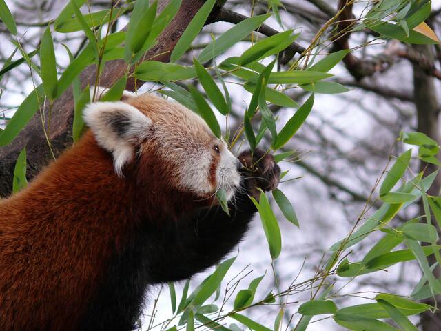 Die Kleinen Pandas kommen aus Asien.