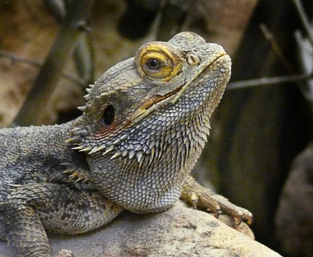Bartagame - Es gibt auch Terrarien im Erlebniszoo Hannover.