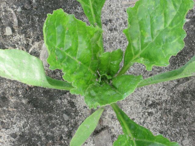 Heutzutage laufen die Rübenpflanzen gleich einzeln auf, brauchen nicht mehr wie früher verzogen werden.