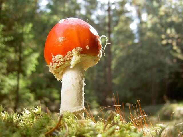 Fliegenpilz