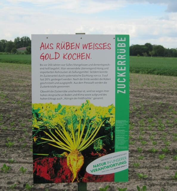 Heißt es nicht: Spargel - das weiße Gold?