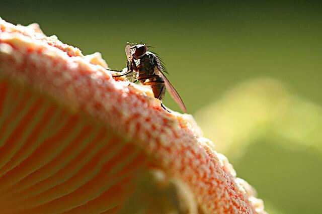 Pilzmücke am Fliegenpilz