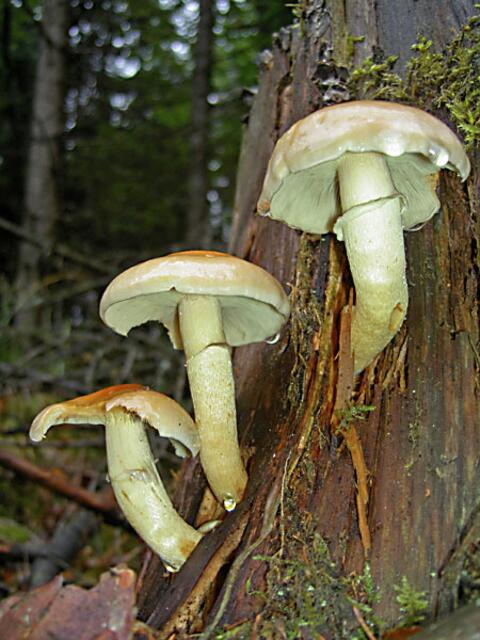 Grünblättriger Schwefelkopf