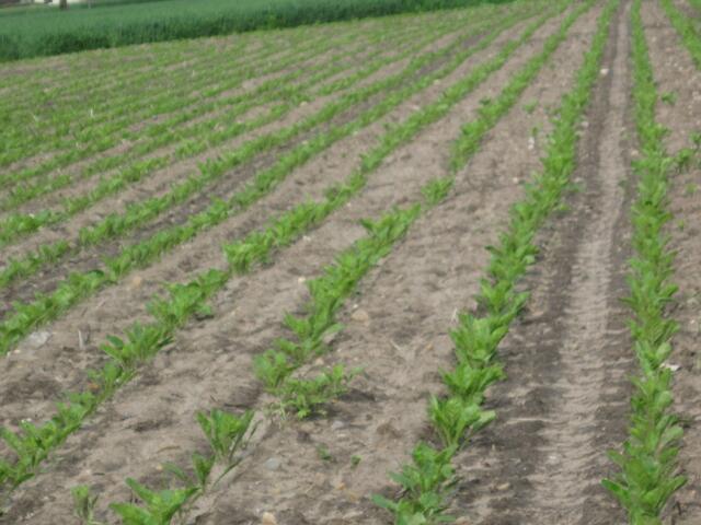 Rübenpflänzchen - in Reih und Glied