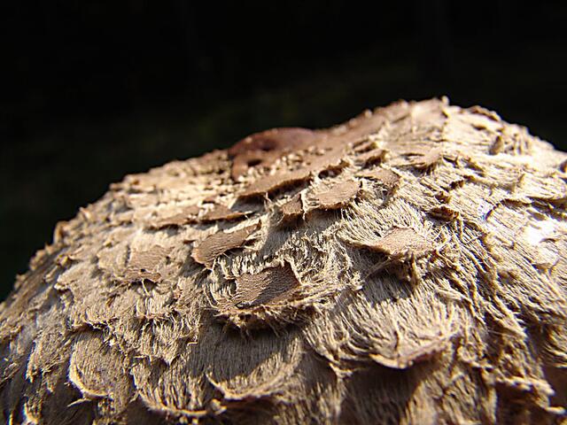 Hut des Safranschirmlings