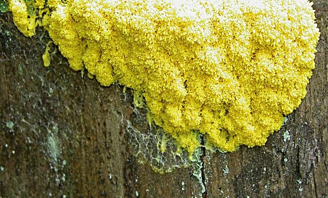 Der Schleimpilz "Gelbe Lohblüte" oder "Hexenbutter"