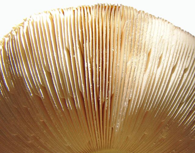 Pilzlamellen