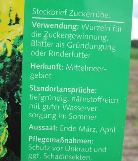 Die Rübenernte beginnt dann Ende Oktober