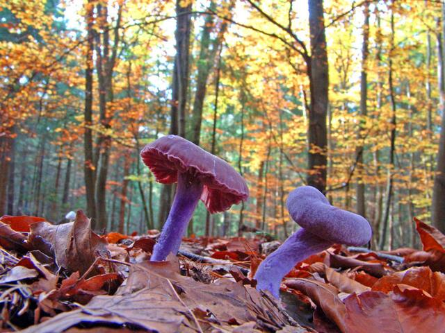 Lackbläuling im herbstlichen Wald